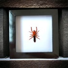  in U s   Real Framed  Camel Spider  Insect  Taxidermy  Shadow Box Gothic