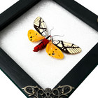 Framed Moth Mounted Dead Real Taxidermy Insect Decor Handmade Wooden Shadow Box