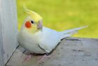 Cockatiel Or Love Bird Food   Treats 5lbs Feed 8oz Millet  Calcium   Mineral Bar