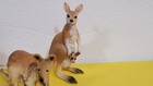 Schleich 4 Kangaroo Adult Baby Male Female Joey Wild Australian Animal Figure