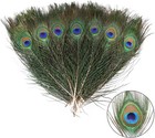 12pcs Peacock Feather Natural In Bulk 10-12 Inch 25-30cm Small Eyefor Craft V   