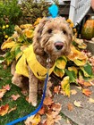 Costumes Colorfull Synthetic Hair Pet Wig Lovely Pet Dog Wigs Blonde  Bob Wig