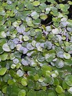 Big Snail Free Amazon Frogbit Live Floating Plants Aquarium Aquatic Ponds