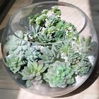 11pcs Artificial Succulents Plants Mini Fake Unpotted Succulents For Home Office