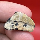Corral Encrusted Juvenile Megalodon Shark Tooth Fossil  75    Venice Florida