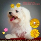 36pcs Dog Flower Bows  Bulk Pet Small Dog Hair Bows With Rubber Bands  Grooming
