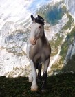Peter Stone Model Horse Pinto Bunny