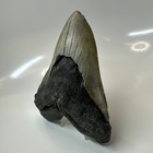 Megalodon Shark Tooth 5 50 Inch - Huge - Authentic Fossil - Natural 20416