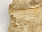 Odontopteryx Toothed Bird Bone Fossil - Ouled Abdoun Basin - Oued Zem  Morocco 