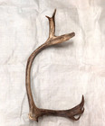 1 Real Caribou Antler Shed Crafts Antlers Taxidermy Rustic Man Cave Cabin Lodge