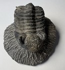 Drotops Trilobite Fossils Morocco  pe84