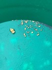 1 Gram Guaranteed Gold  The Gold Fever Beaver Pay Dirt - Thrill Of The Hunt 