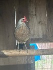 Hatching Eggs From Good Healthy Stock