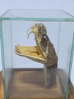 Vintage Taxidermy Western Diamondback Rattlesnake Rattle Snake Head Display