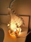 Vintage Mid Century Seashell Conch Night Light   Lamp 8    High