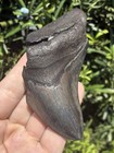 Natural Beautiful 4 16    Megalodon Tooth Fossil Shark Teeth