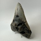 Megalodon Shark Tooth 5 69 Inch - Huge - Unique Fossil - Authentic Teeth 20246