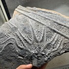 2220 Grams Of Fossils Of Crinoid From The Guanling Biota In Guizhou