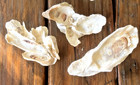 Natural Oyster Cluster Lot Of 3  8 seashell Nautical Beach Decor Beautiful Craft