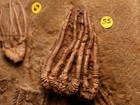 Really Remarkable Crinoid Fossil Plate  Crawfordsville  In