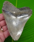 4 90      Megalodon Shark Tooth Real Fossil Sharks Teeth -  No Restoration
