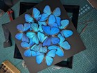 Iridescent Blue Morpho Butterfly Mosaic - Framed 16  X 16  Black Background