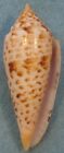 Conus Phuketensis 66mm Phuket Island Thailand