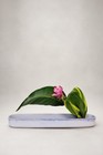 Vintage Japan Ikebana Suiban 20    Long Low Profile Mcm Modernist Ceramic Vase