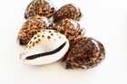 6 Leopard Tiger Cowrie Shell  cypraea Tigris  2 1 2  Craft Beach Decor Nautical