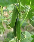 Sweet Snack Cucumber Seeds    seeds Crisp Mild Flavor Kid-friendly Garden