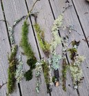  15 live Moss lichen Sticks twigs Assortment For Terrarium Reptiles Isopods 