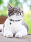 Breakaway Personalized Cat Collar Bell Engraved Name Id Tag Adjustable Kitten Us