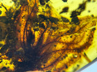 A101 Bu3161 Rare Large Blooming Flower In Burmese Amber Burmite 99mya