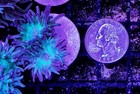 Wysiwyg 2 Head Duncan Coral Frag Live Lps Reef Tank Aquarium - Free Shipping