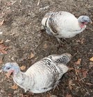 Turkey Hatching Eggs   Narragansett Turkey