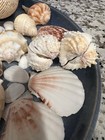 Assorted Natural Sea Shells Collection Lot - Mixed Beach Decor   Diy Crafts