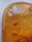 Genuine Amber Fossil With Insect Inclusion     Million-year-old Prehistoric Specim