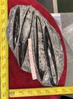        Nice Orthoceras Plate 10    X 6    Polished Devonian Fossils 3 Pounds 6 Ounces