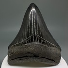 Dark Colors Complete Sharply Serrated 2 72  Fossil Megalodon Shark Tooth - Usa