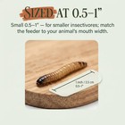 Small Superworms 1 2-1    Live Feeders For Reptiles Birds   Amphibians