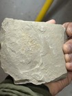 Eurypterid Fossil- From Canada-sea Scorpion- Silurian Era C2