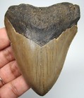 Megalodon Shark Tooth 3 13 - Real Fossil Serrated Shark Teeth - No Restorations
