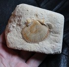 Pecten Sp  - Excellent Cretaceous  Maastrichtian Fossil Bivalvia