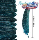 Natural Feathers Bulk - 12pcs - 1 Styles Assorted Natural Feathers  Peacock