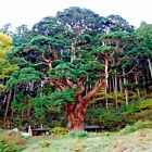 Japanese Red Cedar Tree Seeds  cryptomeria Japonica  Sugi Evergreen Or Bonsai
