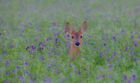 Food Plot Seed Chicory Alfalfa Clover Evergreen No-till 2 Lbs Attract Wildlife