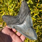 Rare   Large Museum Worthy Pathological Megalodon Shark Tooth 5 42  Fossil Teeth