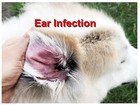 Ear Infection Pets - Dogs And Cats - Otitis - Kill Bacteria Yeast 120 Caps Usa