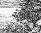 Original Pencil Drawing Art Signed