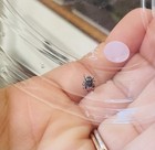 Live Jumping Spider I4-i5 Slings   Female Bahama Hybrids